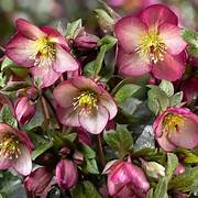Hellebores - Chris Wiley
