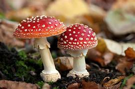 Fascination Of Fungi - Tony Brown