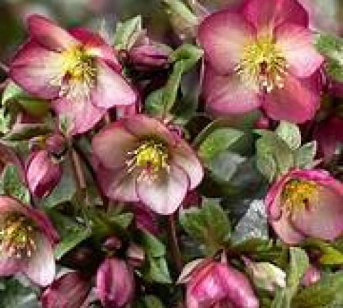 Hellebores - Chris Wiley