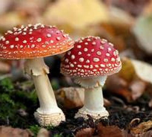 Fascination Of Fungi - Tony Brown
